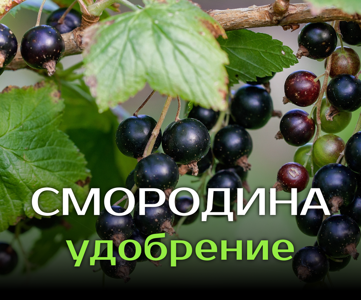 Пора заботиться об урожае смородины