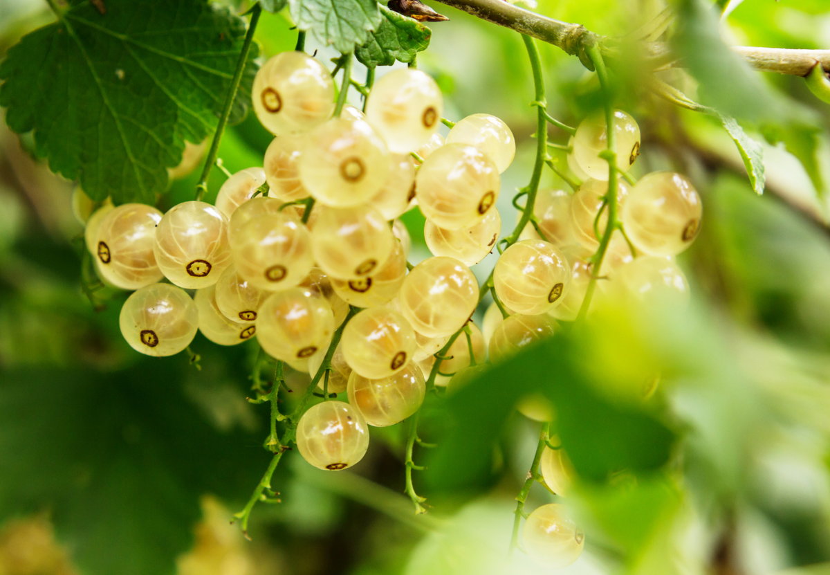 Вернуть объем и вкус любимым сортам смородины