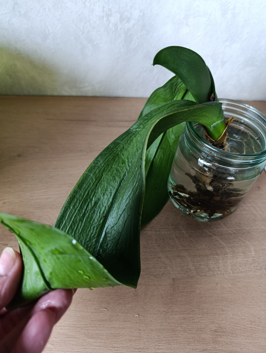 Листочки -тряпочки