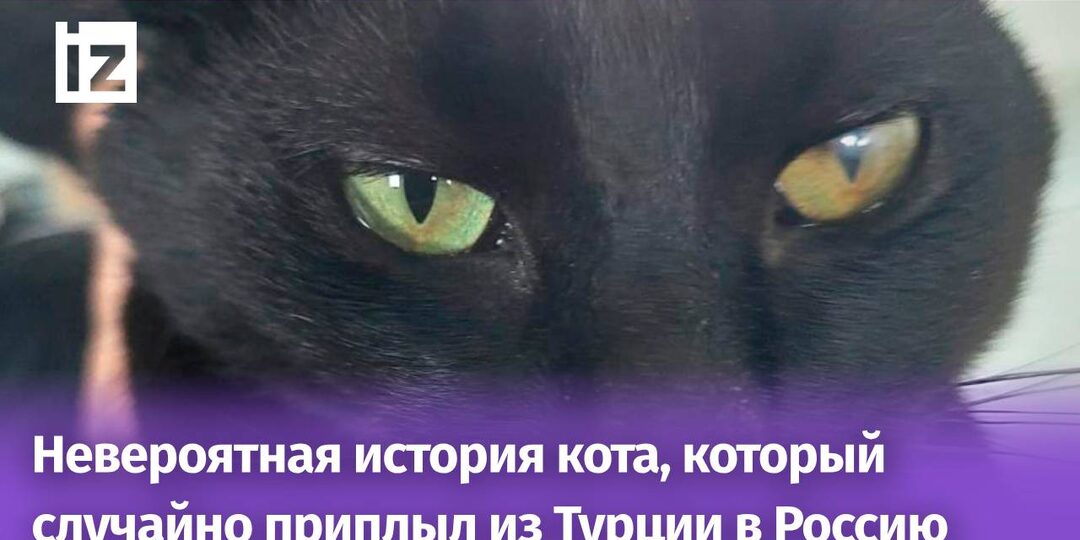 Выбрал быть русским. Российские моряки спасли кота, которого заперло на корабле