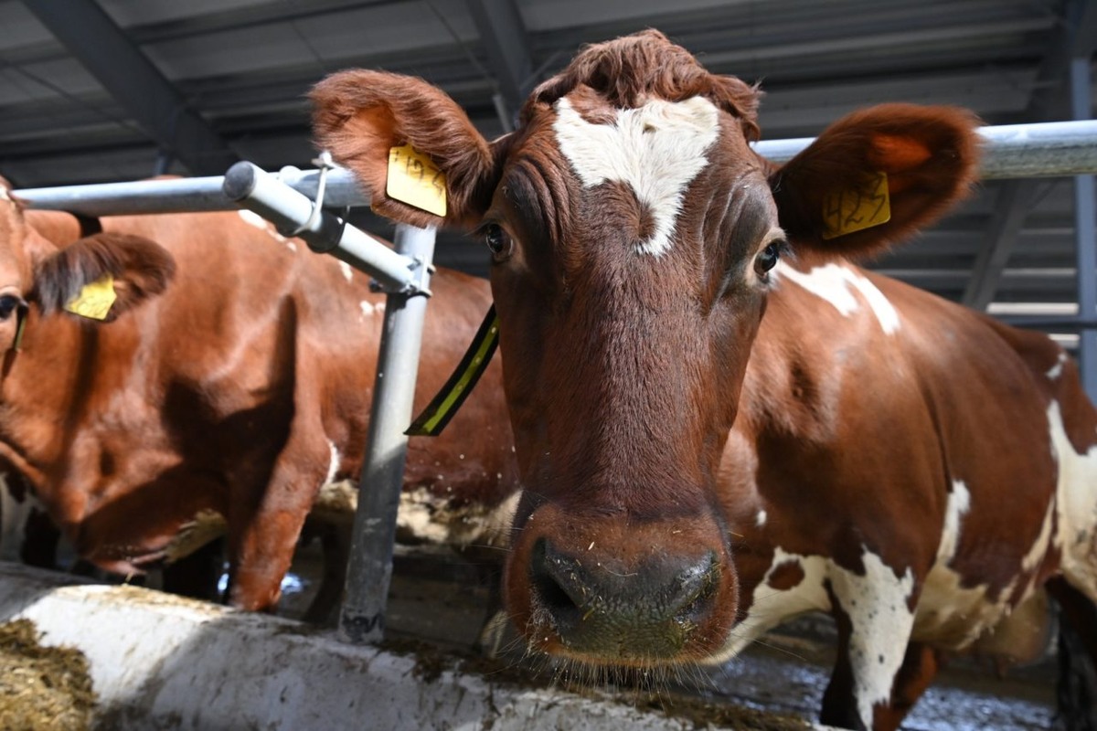    Фото: "Республика" / Сергей Юдин