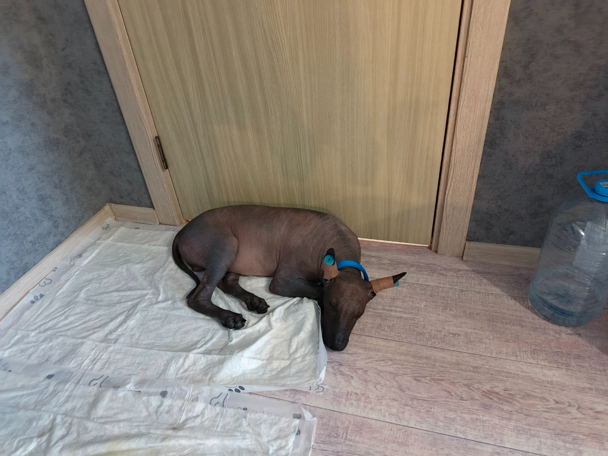 Сторожит дверь