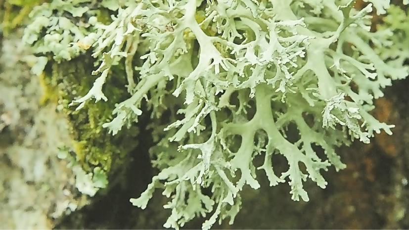    Пресс-служба Департамента природопользования и охраны окружающей среды города Москвы