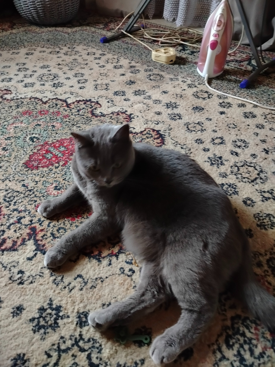 Дымка вчера не настроена была на игры со мной. Милостиво разрешила погладить и ушла спать