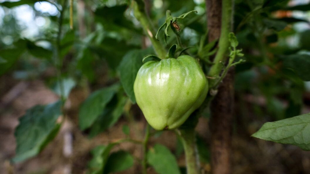    Elena Mayorova/Global Look Press/Globallookpress