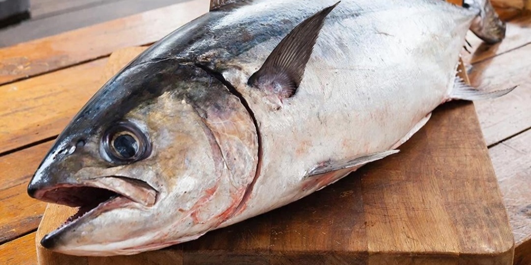 Какие сорта рыбы не рекомендуют при правильном питании и почему