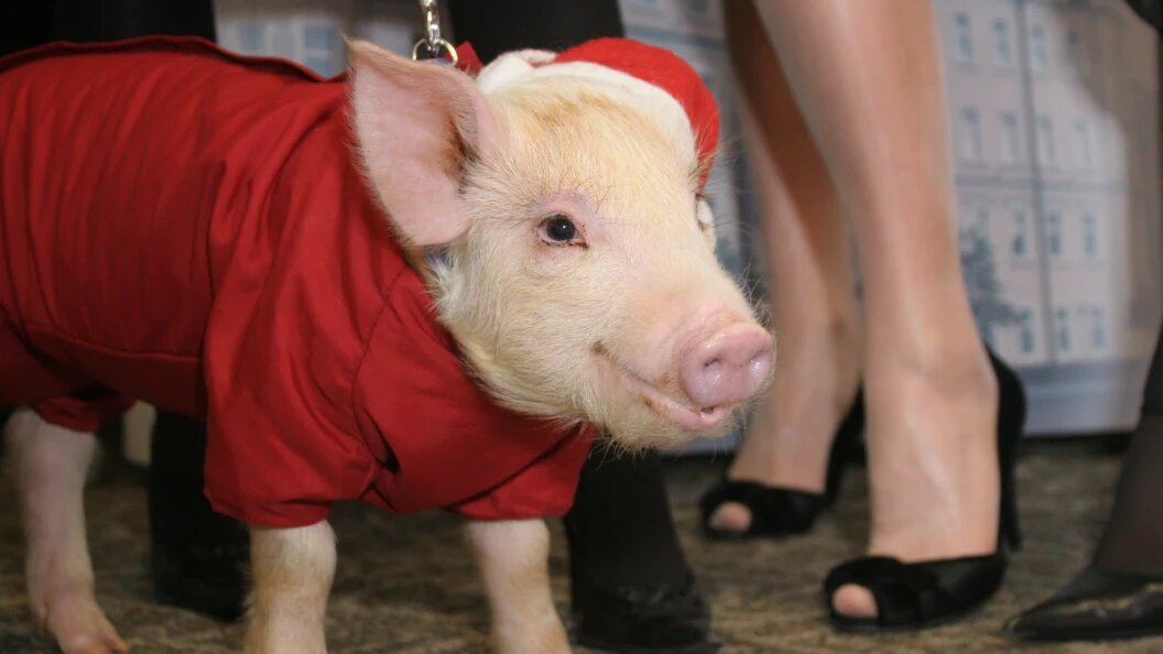    Anvar Galeev/Russian Look/Globallookpress