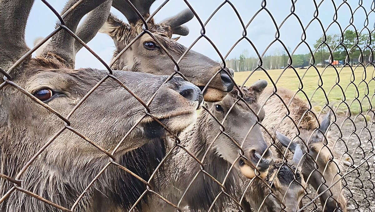     Источник: 1MI