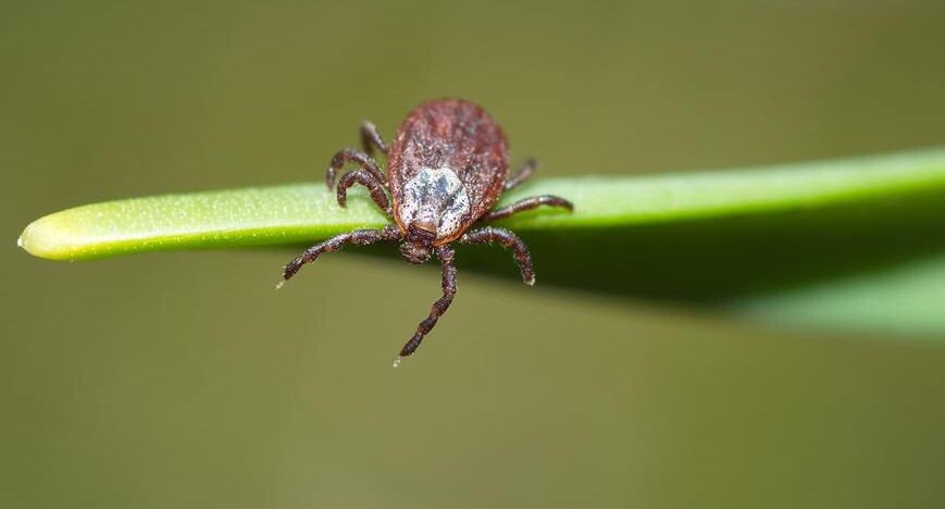     Елена Коромыслова / Фотобанк Лори