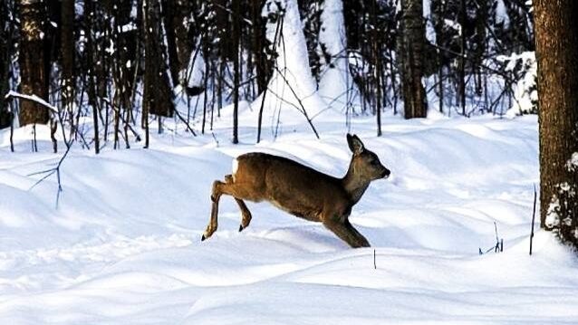    «Кормили сеном и морковью»: спасённая беременная косуля вернулась в лес Альметьевского района