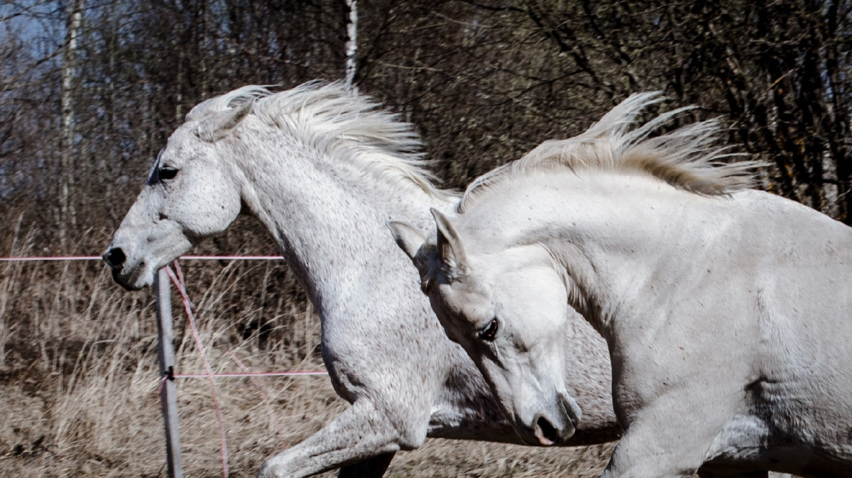 терские Бюрго и Омела