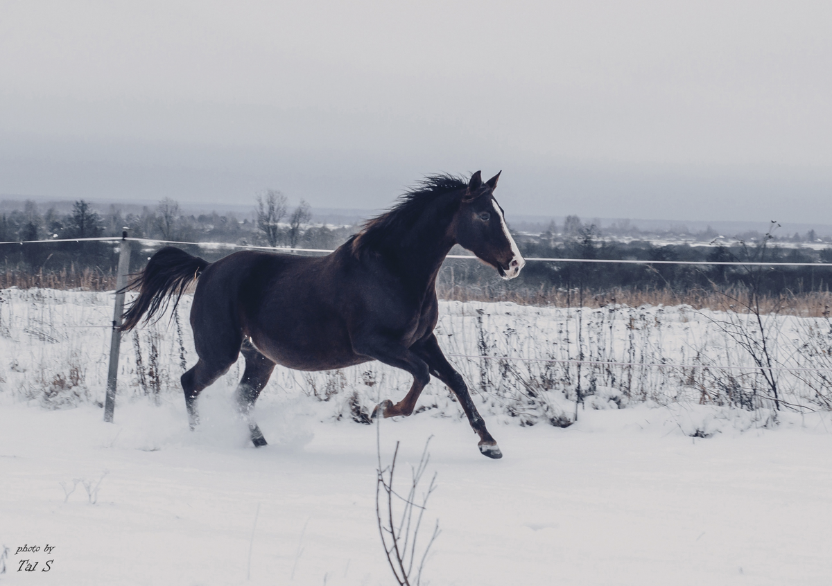 терская Снасть