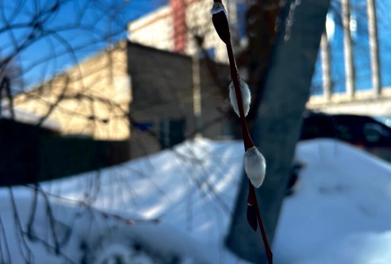 Весна постучалась в дверь: «пьяные» свиристели и почки на вербах. Фоторепортаж