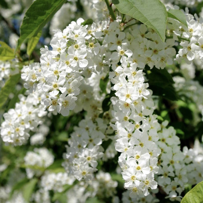 Черемуха цветет 