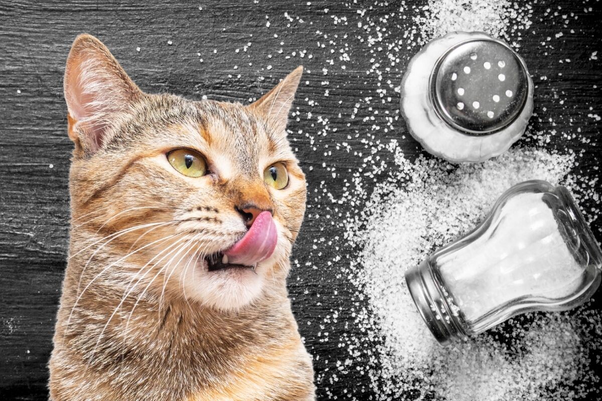 Можно ли кошкам соль 