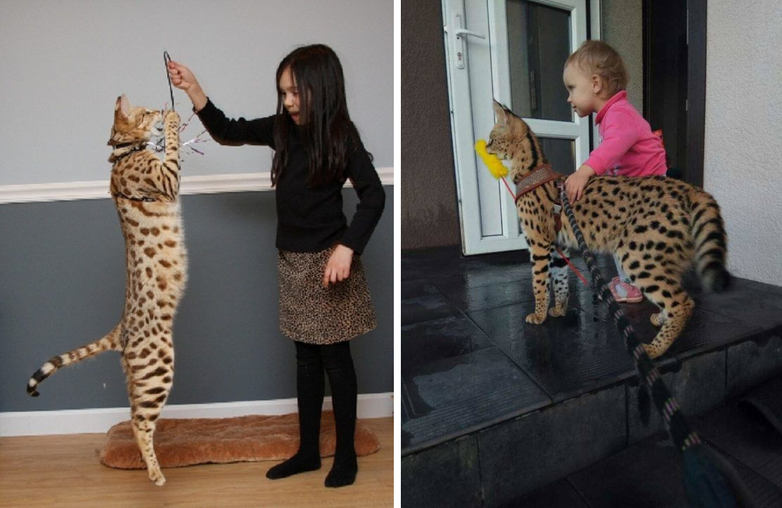 На фото кошка саванна. Гибрид домашней кошки и дикого сервала. 