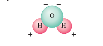 Рисунок 16-4. Условная модель молекулы воды. Поскольку она содержит разноименные заряды на противоположных концах, она называется "полярной" молекулой.