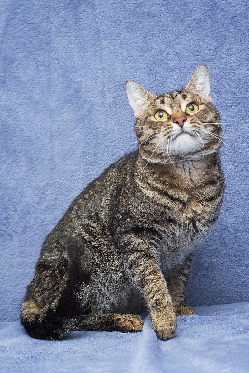 полосочка к полосочке, идеальный 