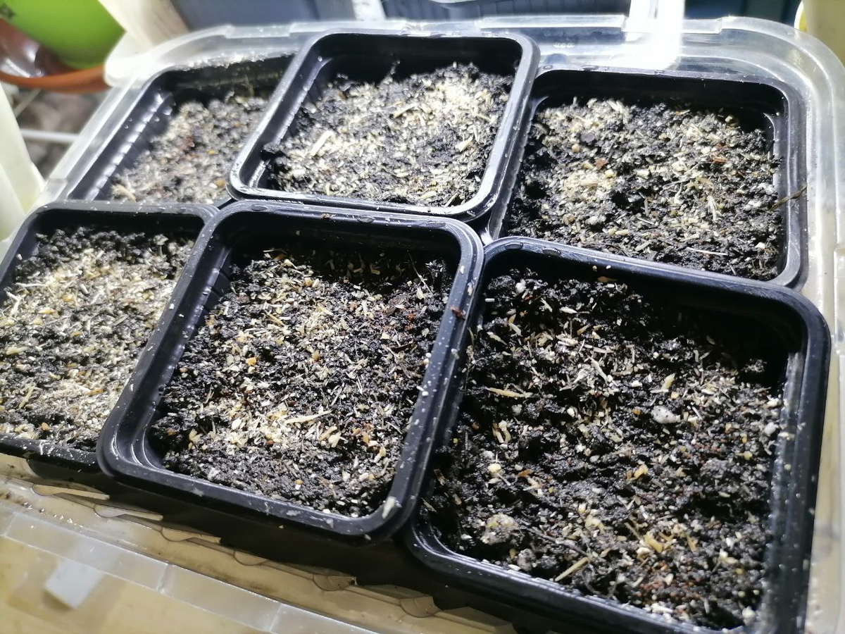 Посевы петуний припудрила опилками, поставила в тепло и светло - на полку с лампой, фото автора