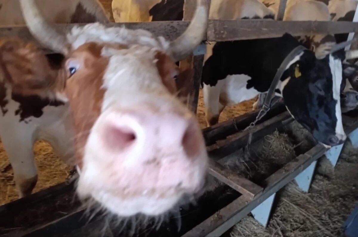    18 экстренных торможений поездов произошло в Астрахани из-за скотины