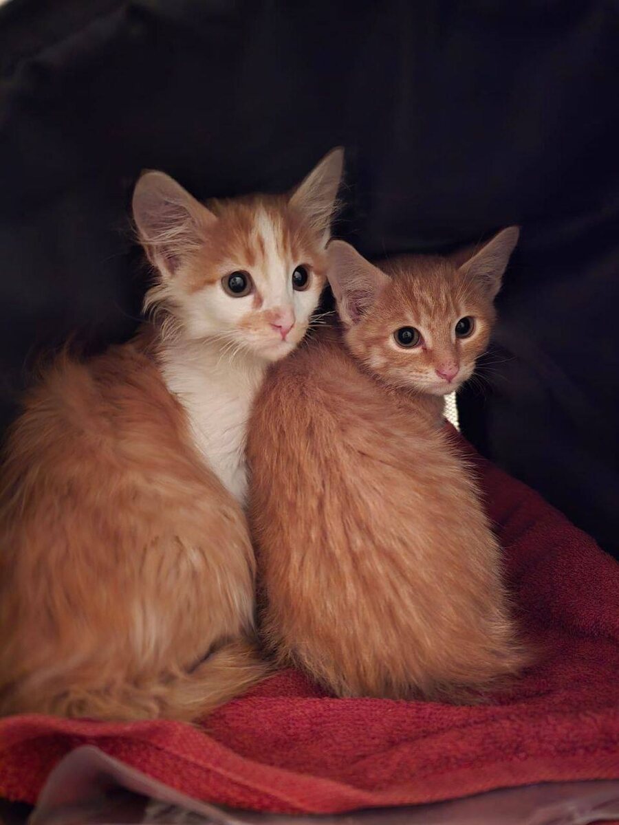 Взгляд малявочек, когда еще вчера были домашними, а сегодня их выкинули на улицу в царство машин, собак, болезней и голода. Фото из архива автора 