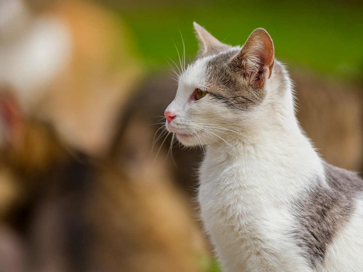 Фото с бесплатного фотостока https://unsplash.com, автор engin akyurt