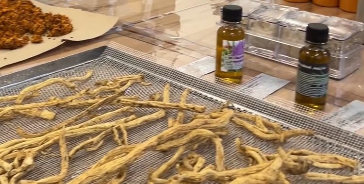    В Бурятии запустят две спецлаборатории по лекарственным растениям и будут развивать рапсоводство