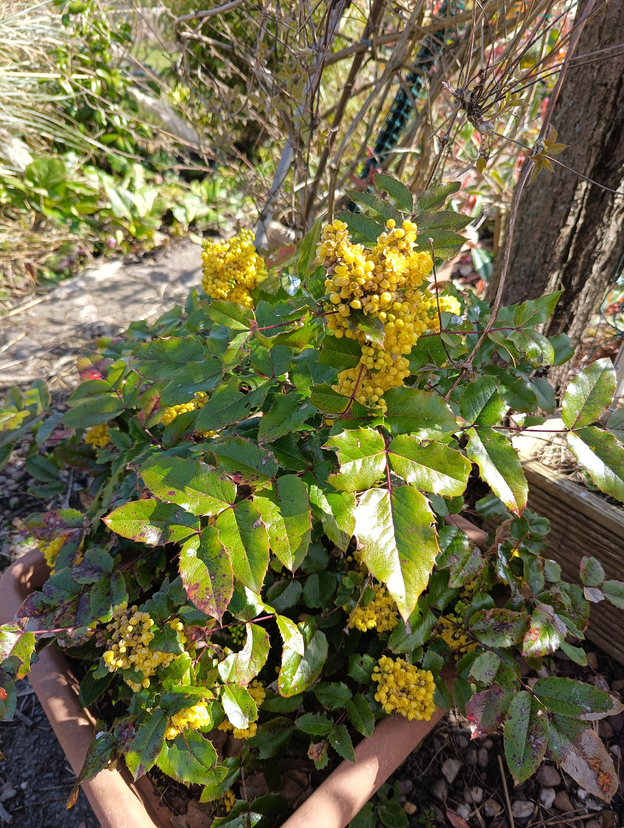В саду свекрови
