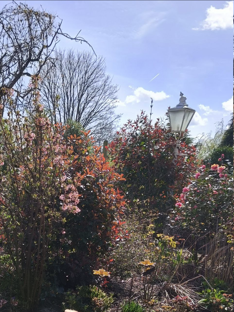 В саду у свекрови