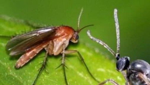 Фото: Яндекс Картинки