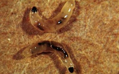 Фото: Яндекс Картинки