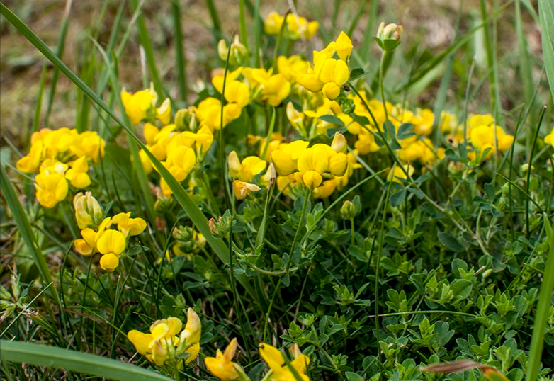 Ледвенец рогатый