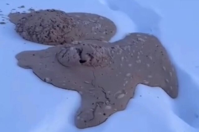    Странная масса застыла на снегу. Фото: кадр видео