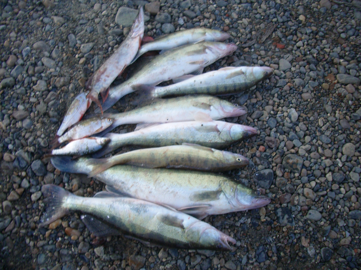 Маленько поймал...