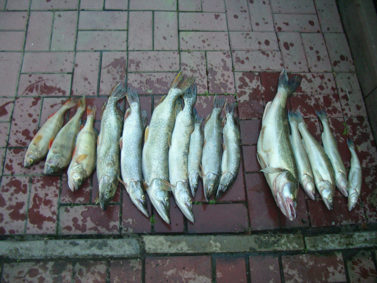 Обской летний улов...