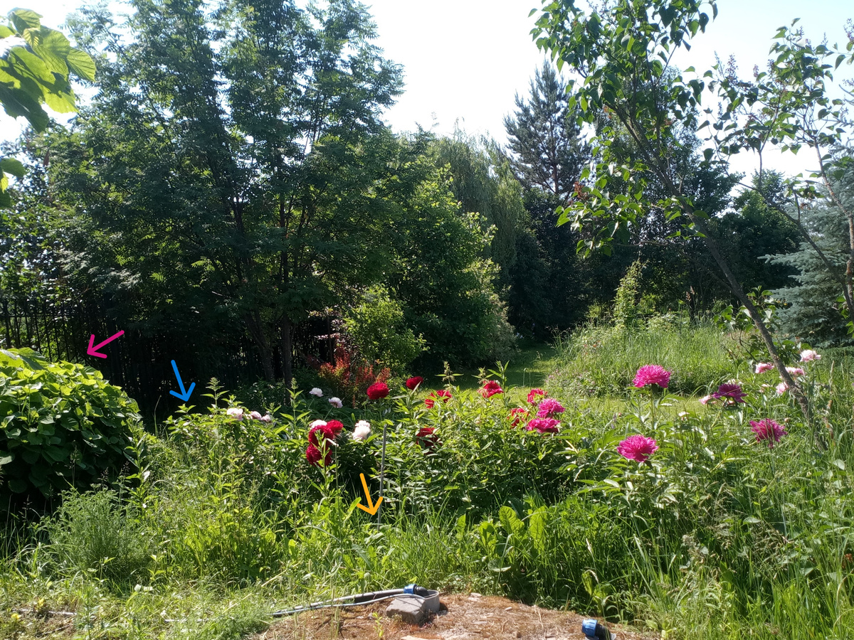 А это летнее фото) Малиновая стрелка - древовидная гортензия Аннабель) А страдалицу я только по палке и находила)))