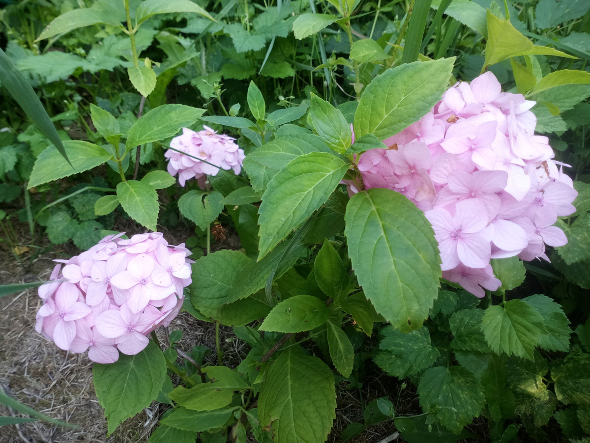 Зацвела через год после посадки)