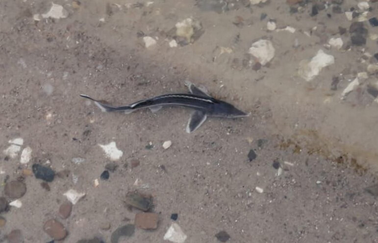    Фото: Росприроднадзор