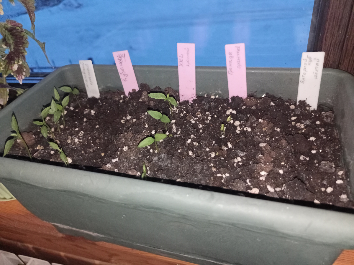 Некоторые взошли почти все, некоторые вообще не проклюнулись даже 