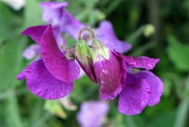 Про душистый горошек