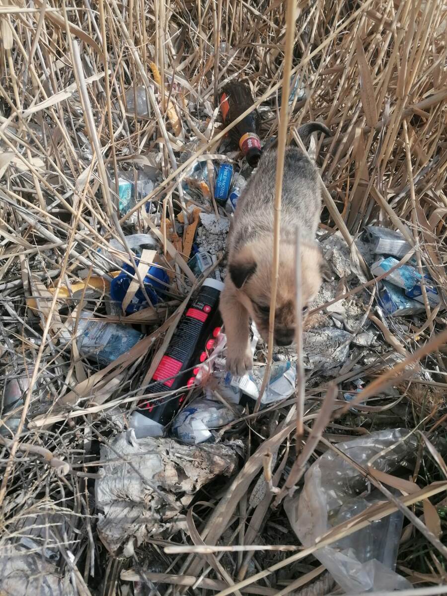 Малышка мчалась ко мне изо всех сил 