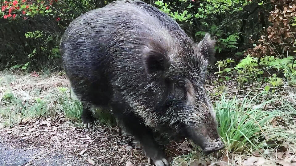 Фото: © Кадр из программы "Невероятно интересные истории", РЕН ТВ