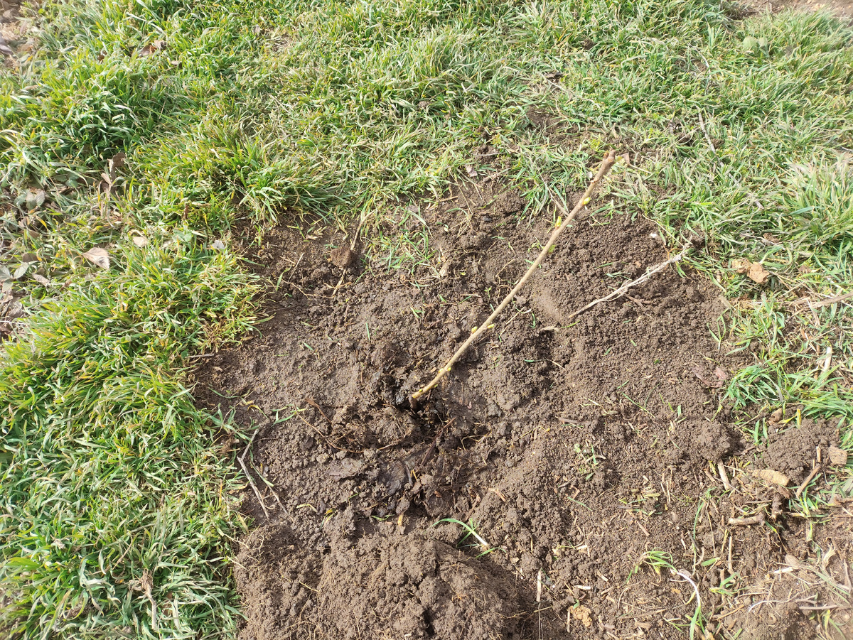 А это уже третий саженец, черешня.