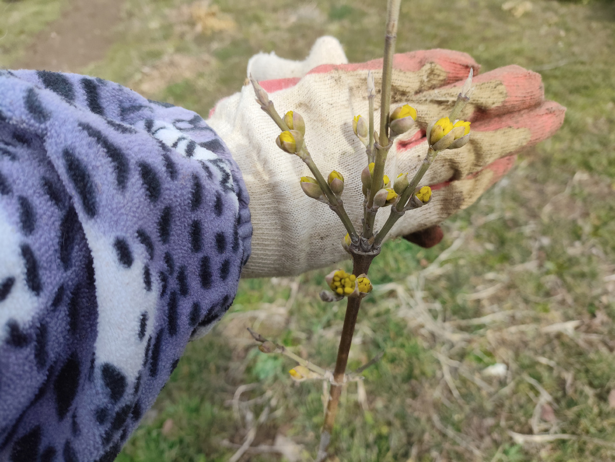 Кизил совсем расцветает