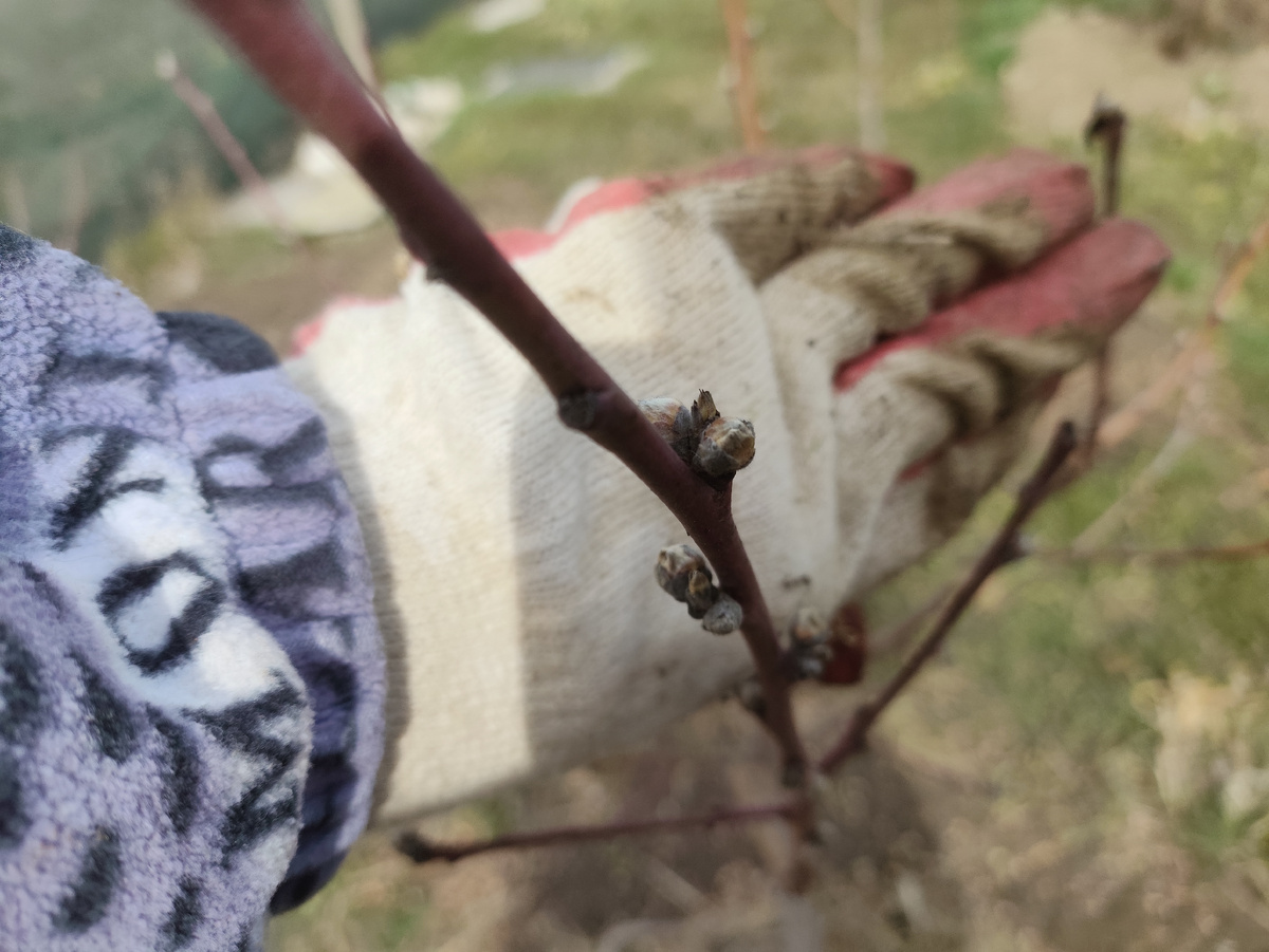 Персик тоже опушил свои почки