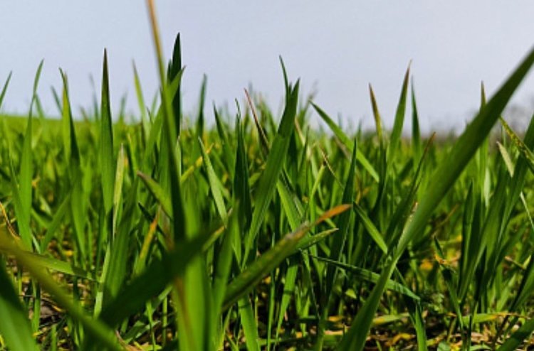    В ДНР идет подкормка озимых зерновых под урожай 2025