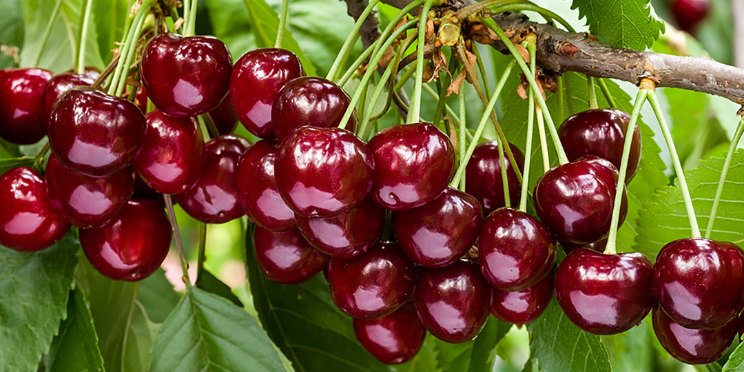 Как обрезать сливу и вишню, чтобы всегда быть с урожаем