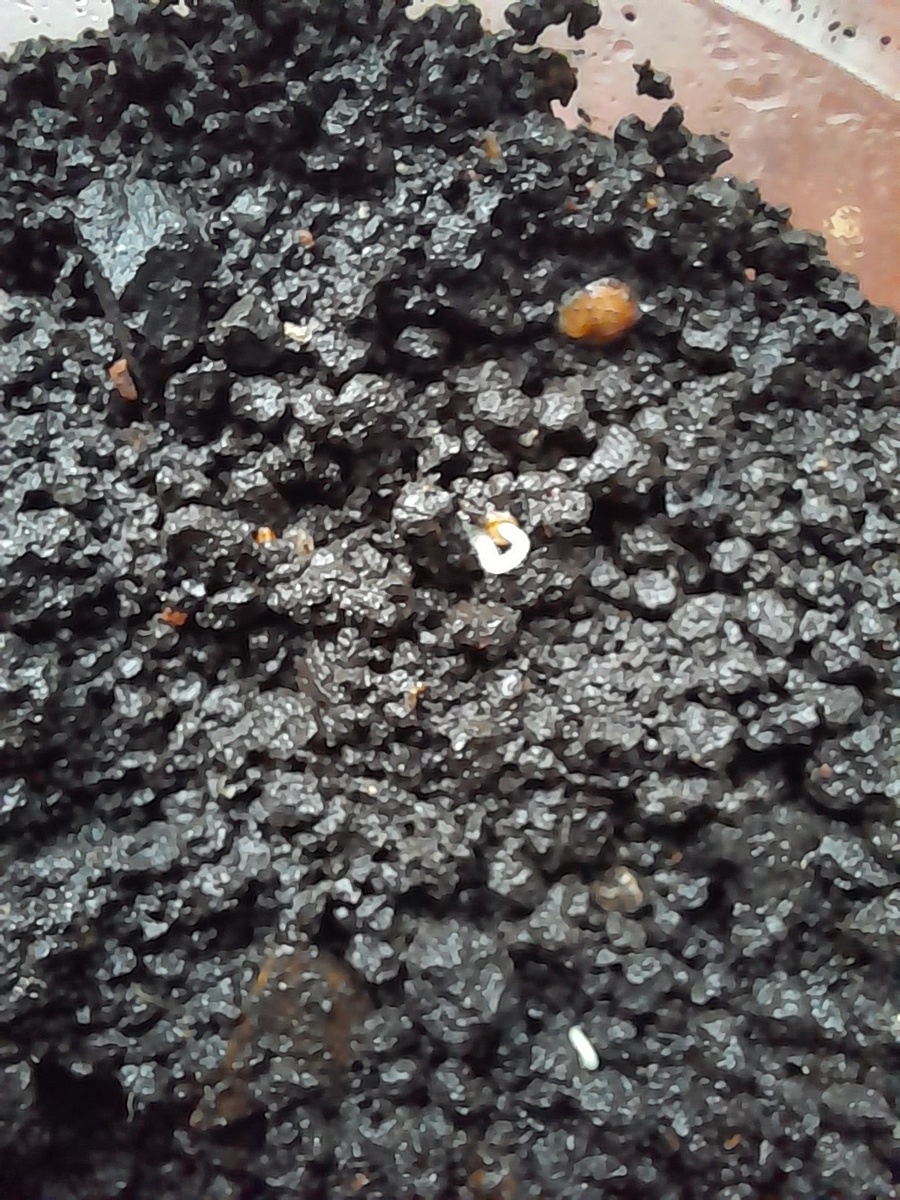 Вот они, беленькие петельки, рвутся наружу из чёрной земли