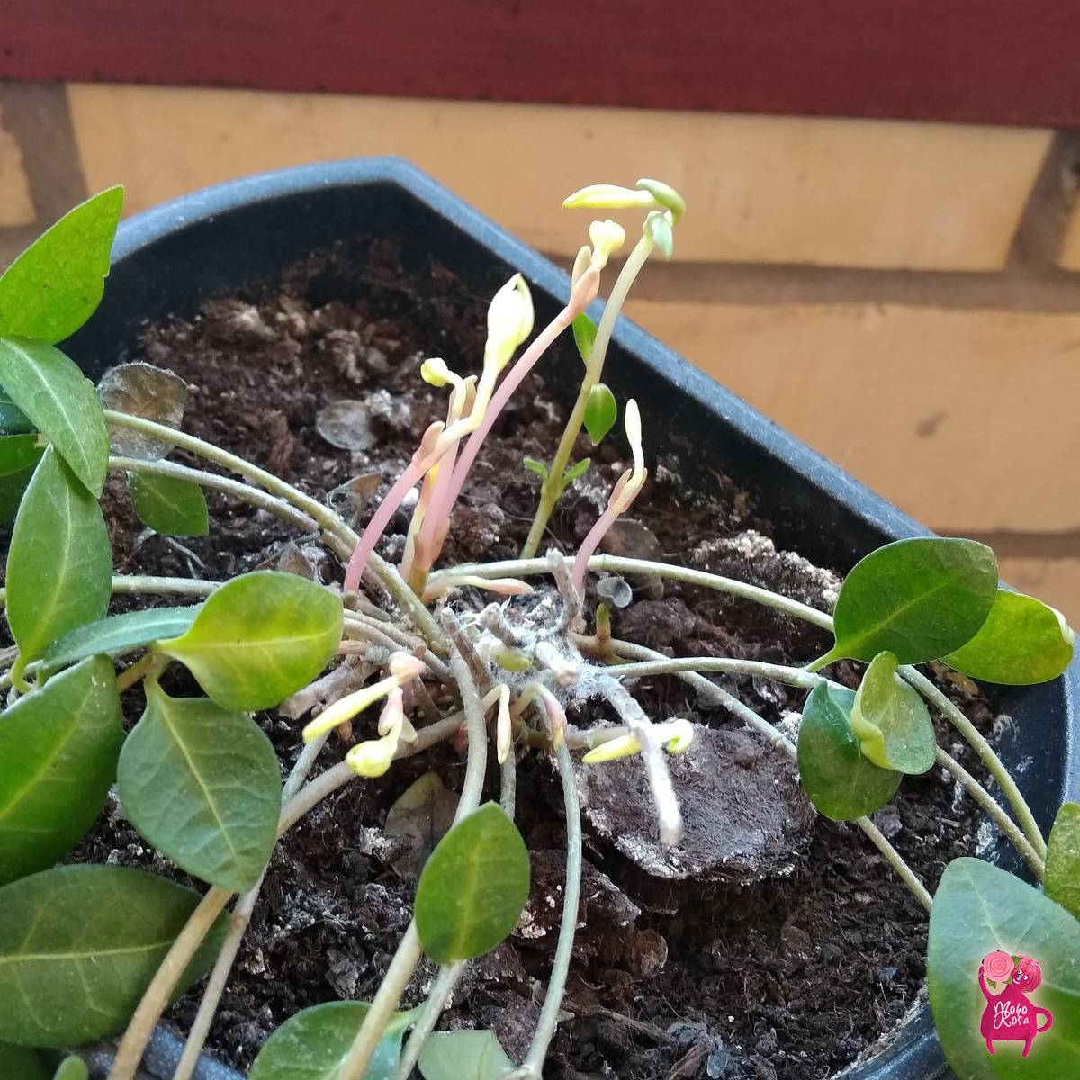 Барвинок уже пустился в рост