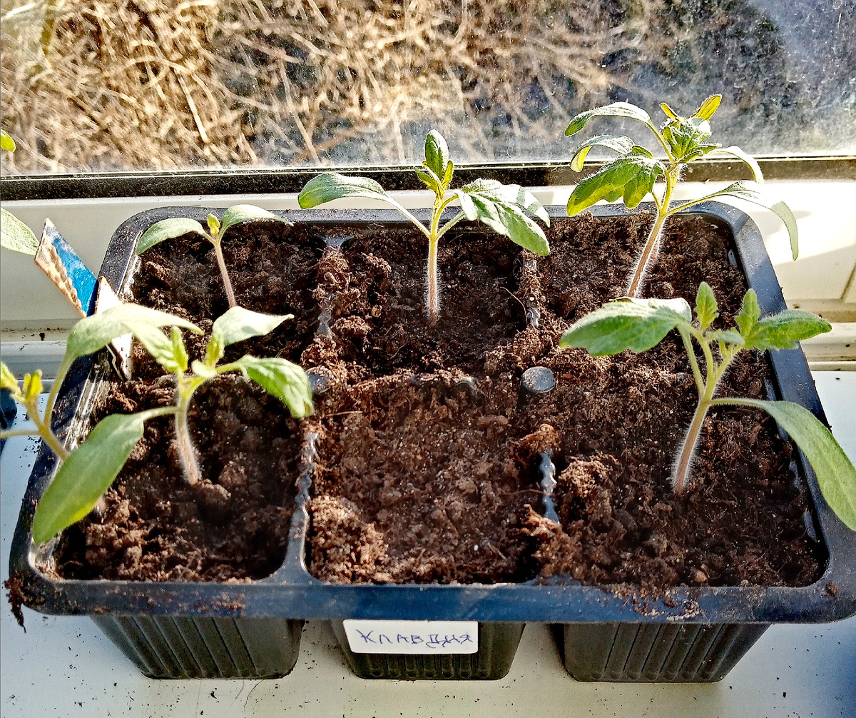 Фото автора. Начало апреля.